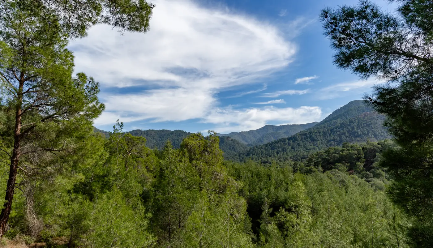 Pine forest on the eastern side of the Troodos mountains, with wooded ridges and a peak under broken cloud.